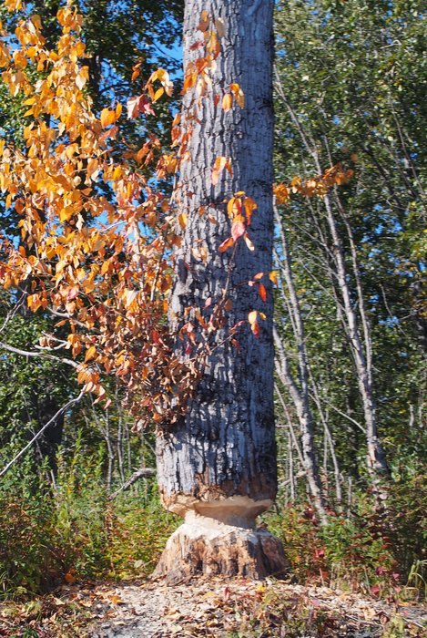 Cottonwood eaten by beaver