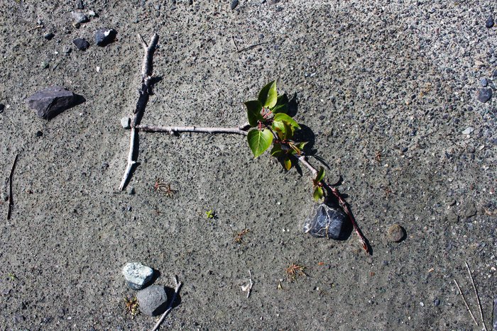 Cottonwood are very good at growing after being broken up by floods (in this case by a tsunami). A green limb laying on the ground can send down roots and pop out leaves, and given a bit of luck might become a full-sized tree with a head start over seeded-in neighbors.