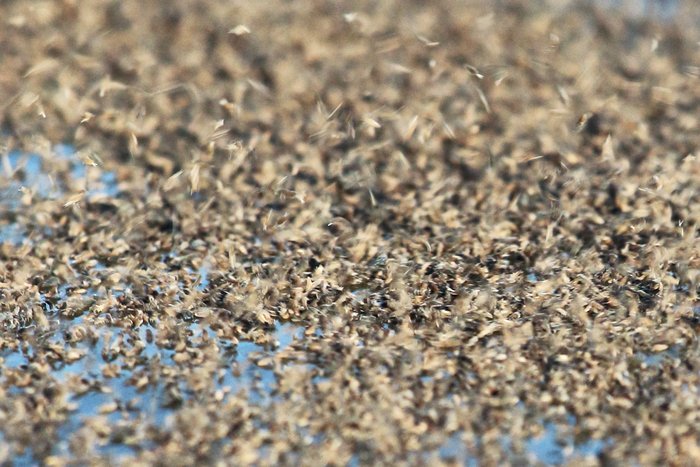 This isn't a photo of sand or rice - it's tiny springtails floating on water and leaping about. I don't know why they gather in huge populations like this, but it seems not uncommon at low tide in Kachemak Bay.