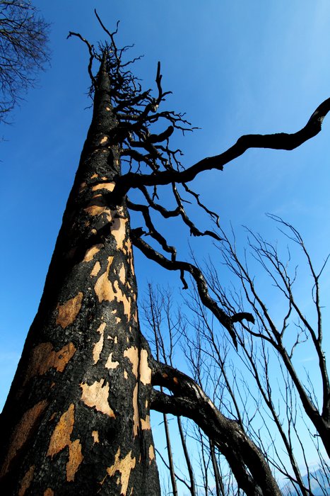 The fire didn't quite burn through the bark, and as it falls off the bright wood beneath is revealed.