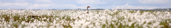 a sandhill crane in a field of cottongrass