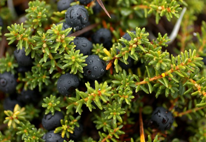 drops of rain on crowberries