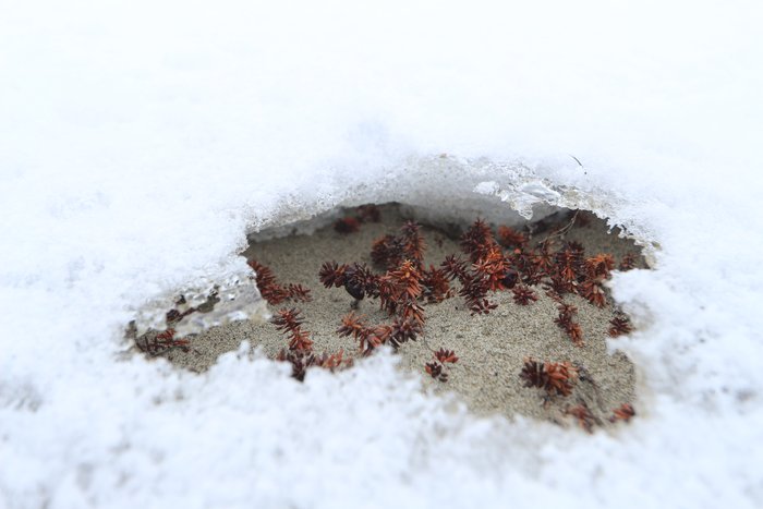 Spring sun on the Chukchi coast penetrates the snow, warming the sand and plants beneath until they melt their way upwards.  These little ice-greenhouses sometimes provide shelter for flies waking up with the spring, and soon they will expand to reveal the waking tundra.