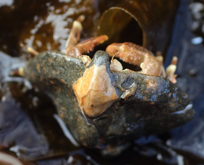 Umbrella crabs hide under cobbles, and can usually only be found at extreme low tides. Their colors range from rock-blended gray to bright orange or white, and are frequently mottled or patterned