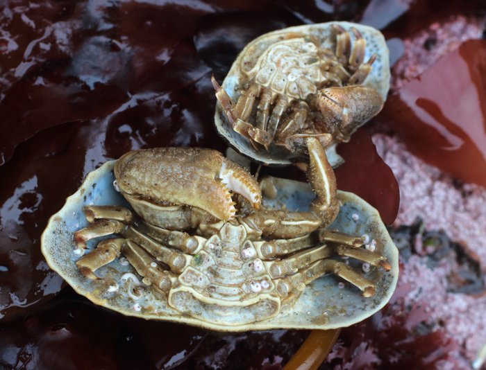 A couple times I have found a pair of butterfly crabs, one small, one large, holding hands like this. I wonder if they are a mating pair. Butterfly crabs can hide all their legs beneath their broad shell