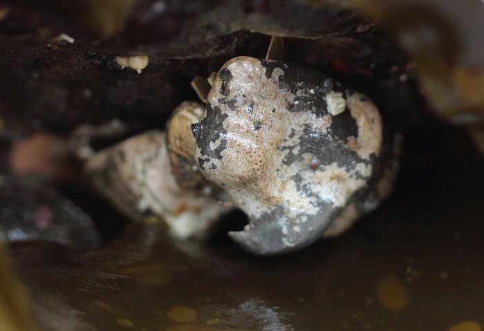 These butterfly crabs were grasping claws, hanging upside down at low tide