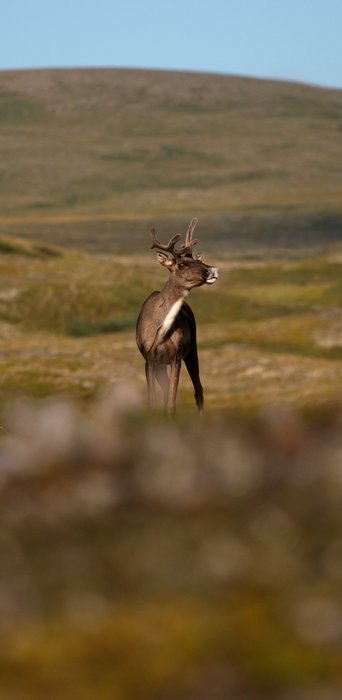 This caribou snuck up behind me as I was eating lunch on the tundra near Groundhog mountain.