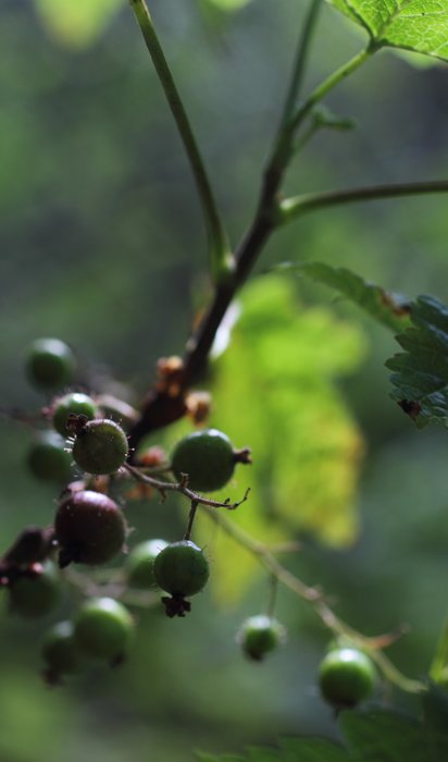 In the woods they're not quite ripe yet