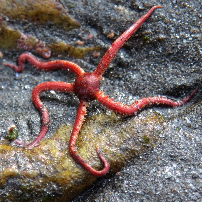 April 9, 2012.  Outside Beach (west end), Kachemak Bay.