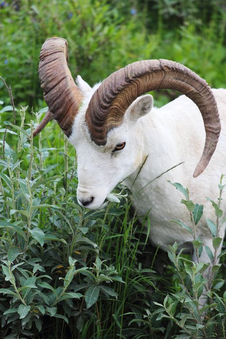 As seen from a Denali bus window.