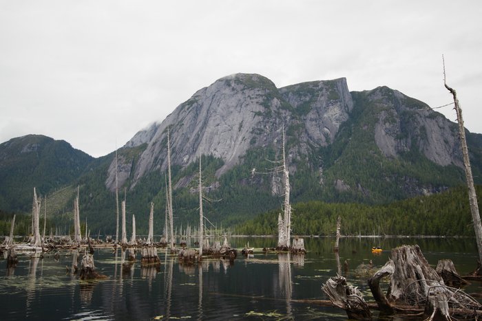 These towering bleached cedar snags protrude from the shallow water along the edge of Bear Lake.  They once grew above the water, until gold mining in the area motivated the building of a dam that raised the lake level.  The mining stopped in WWII, but the dam remains.