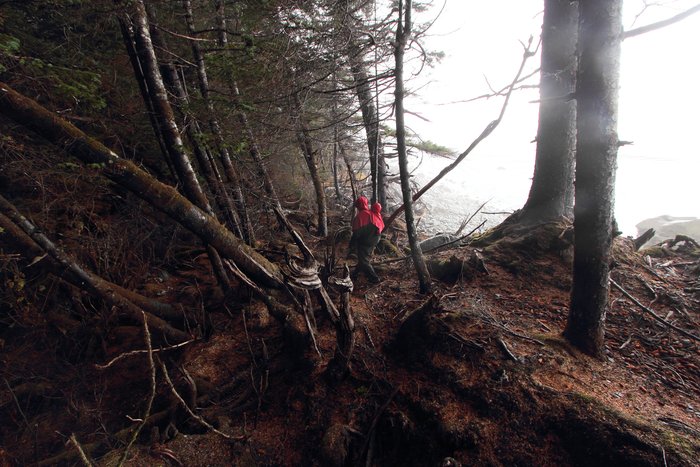 Rain spatters into this tangled forest, where melting ice beneath the roots has tilted and twisted the trunks.
