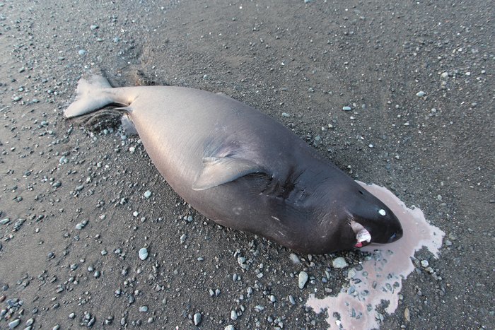 This beast died on the beach in front of our tent over night, leaving tail marks and vomit as evidence of it's last struggle.