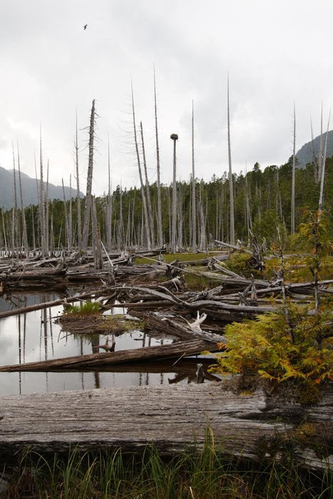 Nearly 10 miles upstream of the dam on Surf Inlet, above Cougar and Bear Lakes, Deer Lake still shows sign it was raised by the dam, drowning forests along the shore.
