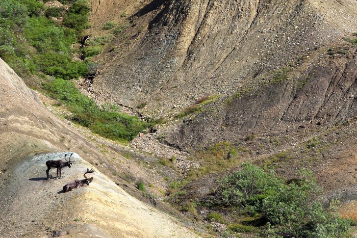 We took these while visiting Camp Denali.