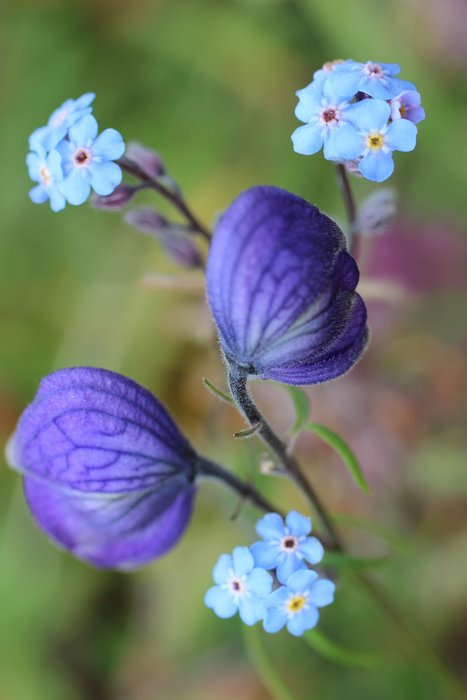 We took these while visiting Camp Denali.