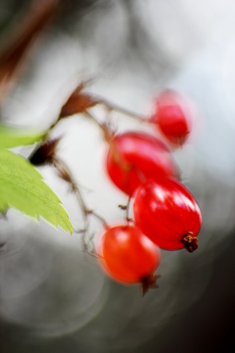 We took these while visiting Camp Denali.