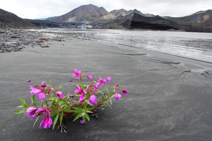 We took these while visiting Camp Denali.