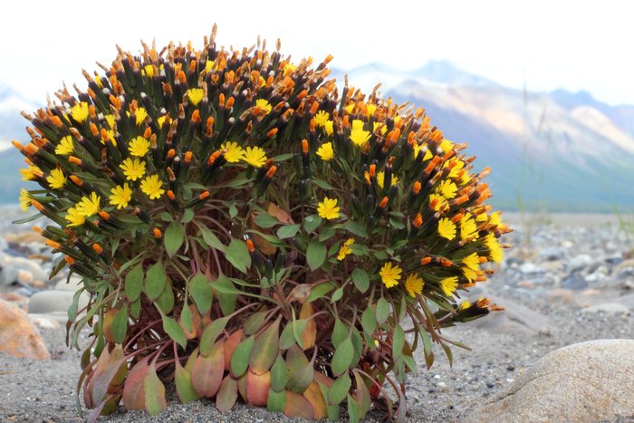 We took these while visiting Camp Denali.