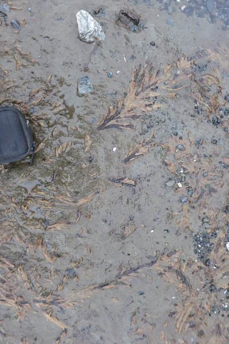 An unknown plant species exposed in the lower intertidal.