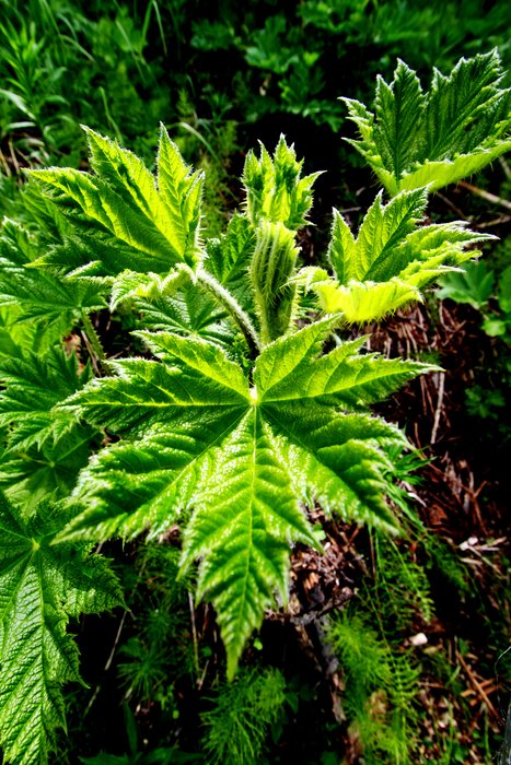 Devil's club springs up near the proposed <a href="http://www.groundtruthtrekking.org/Issues/AlaskaCoal/ChuitnaCoalMine.html">Chuitna Coal Mine site</a>