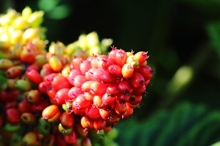 ripening devil's club in the clear cut