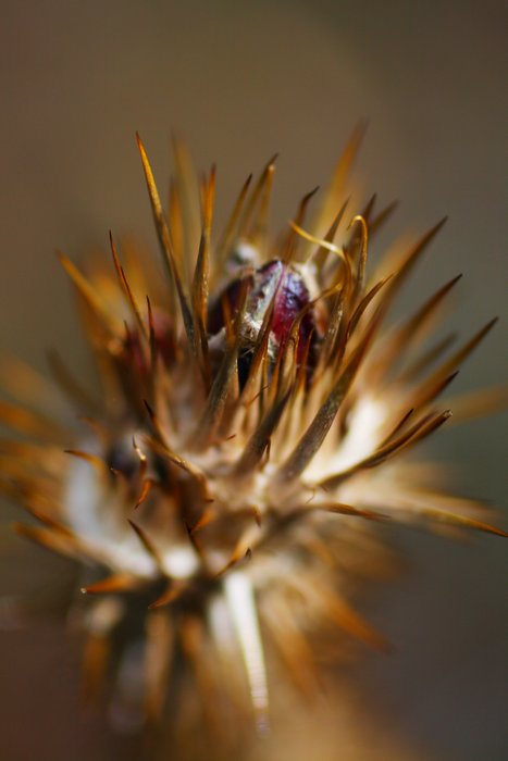 The bud is ready to erupt into spikey spring greens.