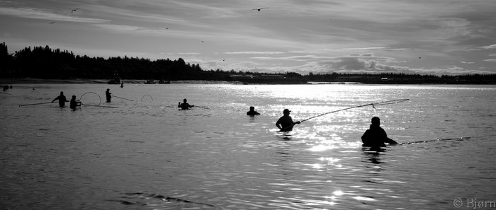 A line of dipnetters coordinate with each other and drift with the current. 