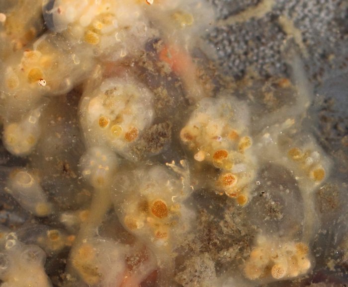 Nickname: "Red Tips"