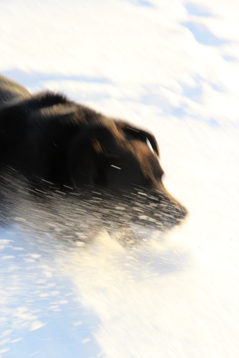 Panda runs through newly-drifted snow