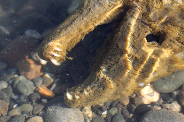 After spawning <a href="http://www.groundtruthtrekking.org/Issues/Fisheries/Salmon.html">salmon</a> die in the thousands, settling to the bottom and littering riverbanks.  It gives a river a funky smell, but also releases nutrients into the water and feeds the ecosystem for months to follow.