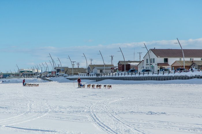 Mushers making their way to the starting line of the Kobuk 440. 