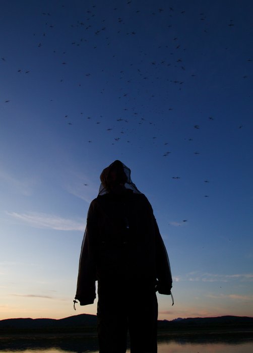 Mosquitoes by the hundreds along the Kuskokwim River.
