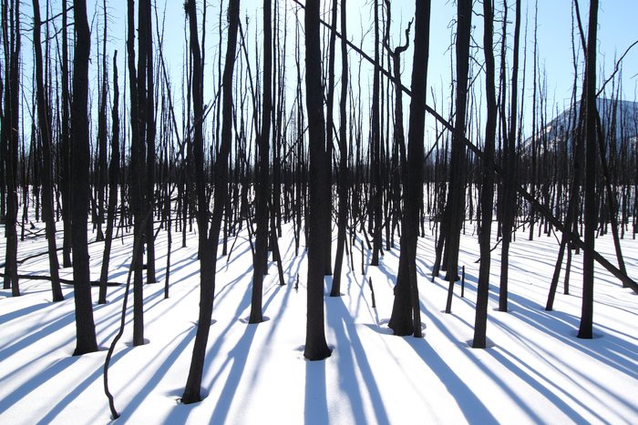 The Farewell Burn on the North side of the Alaska Range. This is roughly the location where the pipeline will diverge from the Iditarod trail and head West toward the mine.