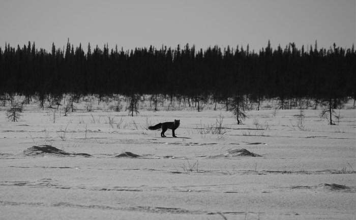 Red fox between Nikolai and McGrath.
