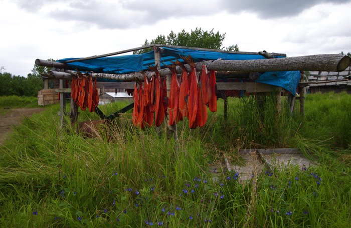 Salmon drying on wooden racks in the village of Akiak. 