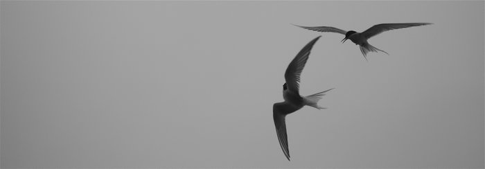 Arctic terns along the Kuskokwim River. 