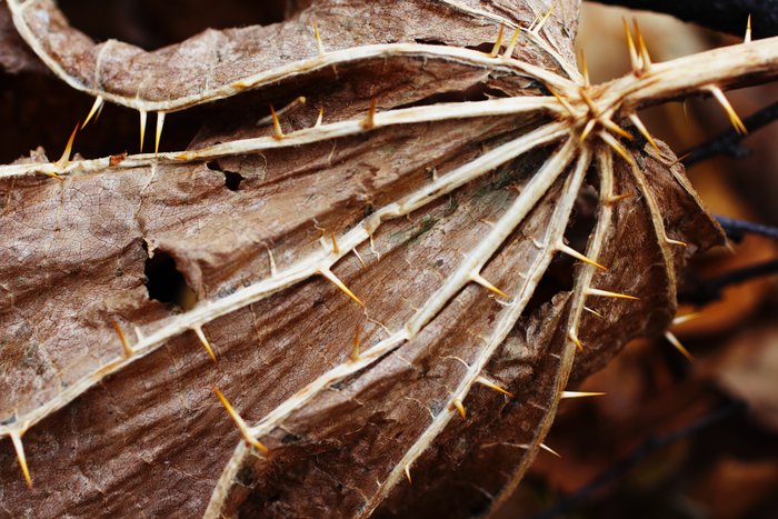 With fall, the leaves of devils club fall, making the forest in much of Alaska easier to traverse.