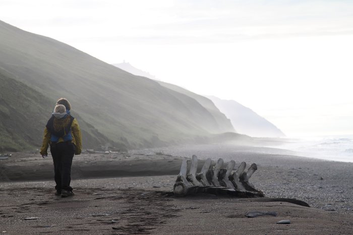 Wood is fairly scarce on this north-facing arctic beach, but bones are everywhere.