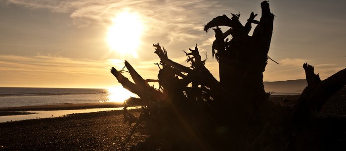 Driftwood on the shore of the Homer spit