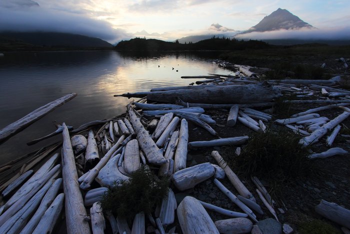 Driftwood collects at the edge of a dammed-off lake near Ursus Cove