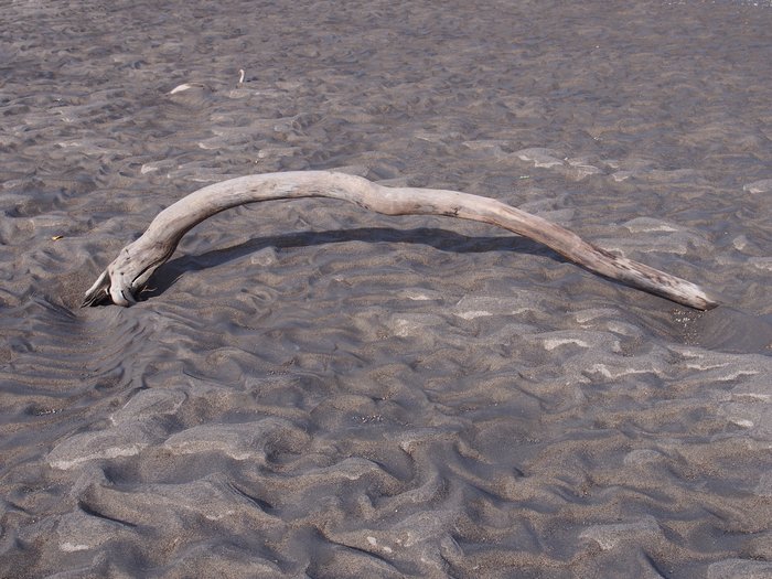 Driftwood on beach