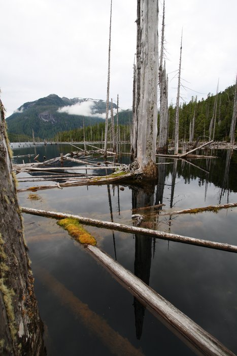 The shore of Cougar Lake on Princess Royal Island.