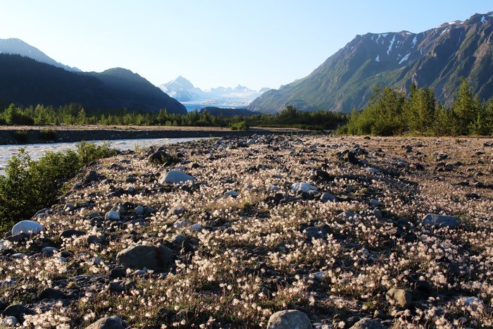 Fluffs of dryas (aka aven) seed heads along the Grewingk River.