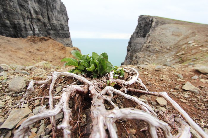 scoured by the wind, a dwarf willow grows near the edge of a cliff on Kamishak bay