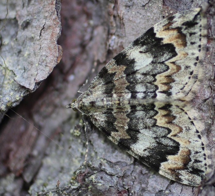 Good camouflage for spruce bark.