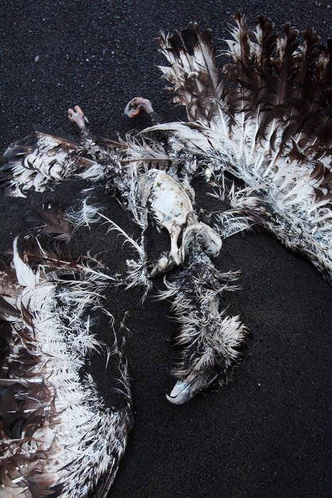 Somehow missed by scavenging bears, this eagle is scoured clean by rot and wind.