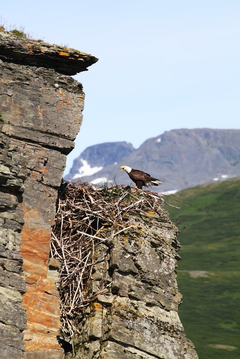 For nests, Kamishak has few tall trees, but many tall cliffs.