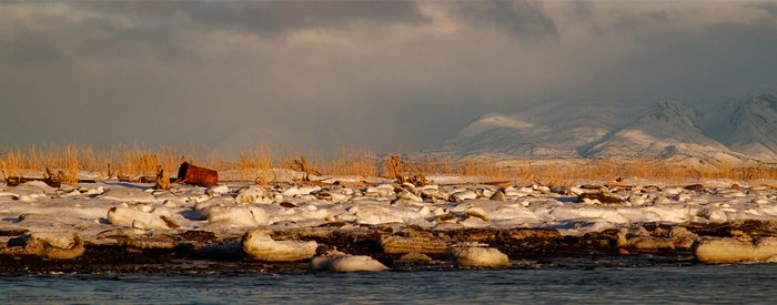 Instead of crocuses, Alaskan's have their State Flower to bring joy and color as the sun returns at the end of winter.