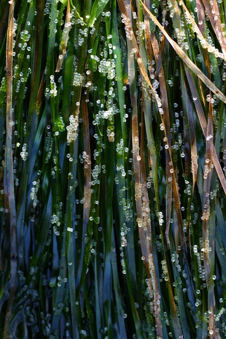 Herring eggs were sparse on this eelgrass - the only place we could easily show what they were being laid on